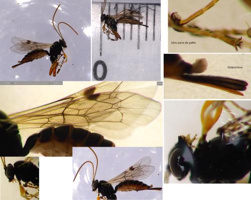 Réf. 347 754 : Itoplectis sp.